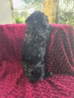 Saphire, a female Havapoo for sale in Richmond, TX – 4 of 4