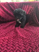 Saphire, a female Havapoo for sale in Richmond, TX – 3 of 4