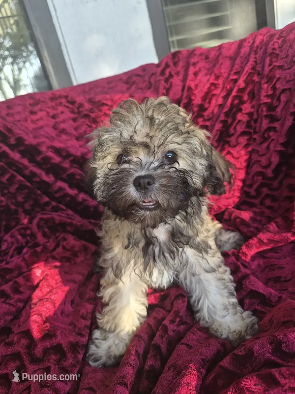 Sage – Havapoo puppy for sale in Richmond, TX