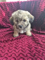 Sage, a female Havapoo for sale in Richmond, TX – 4 of 6