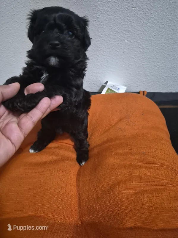 Saphire – Havapoo puppy for sale in Richmond, TX