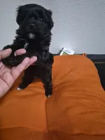 Saphire, a female Havapoo for sale in Richmond, TX – 1 of 4