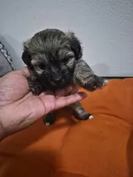 Sage, a female Havapoo for sale in Richmond, TX – 2 of 6