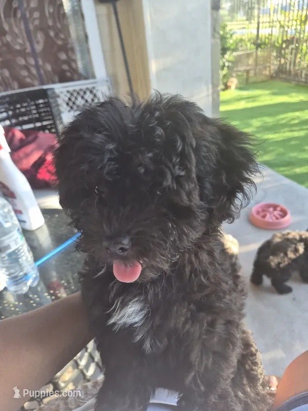 Saphire – Havapoo puppy for sale in Richmond, TX