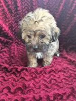 Cloudy, a male Havapoo for sale in Richmond, TX – 4 of 6