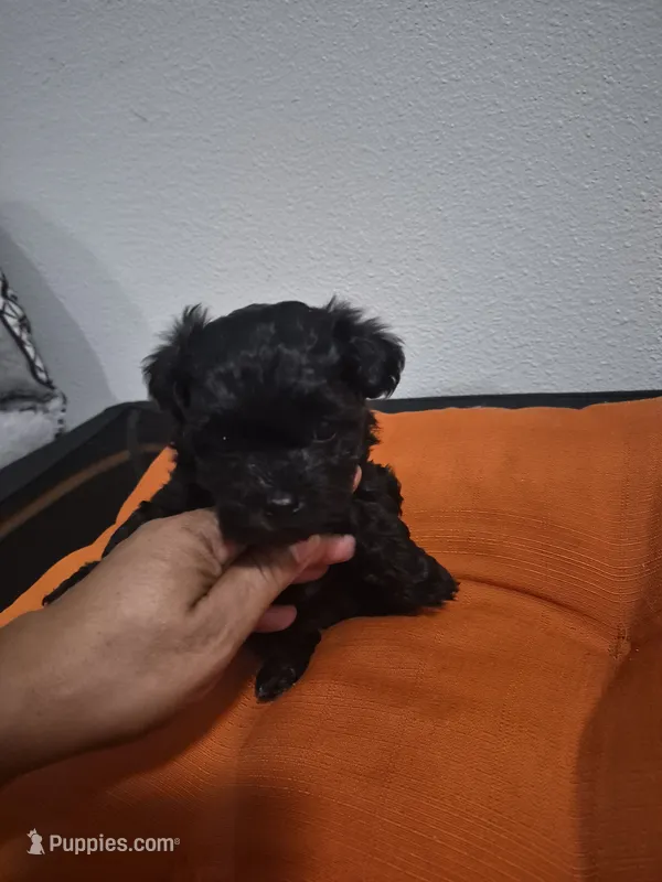 Burke – Havapoo puppy for sale in Richmond, TX