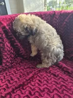 Sage, a female Havapoo for sale in Richmond, TX – 6 of 6
