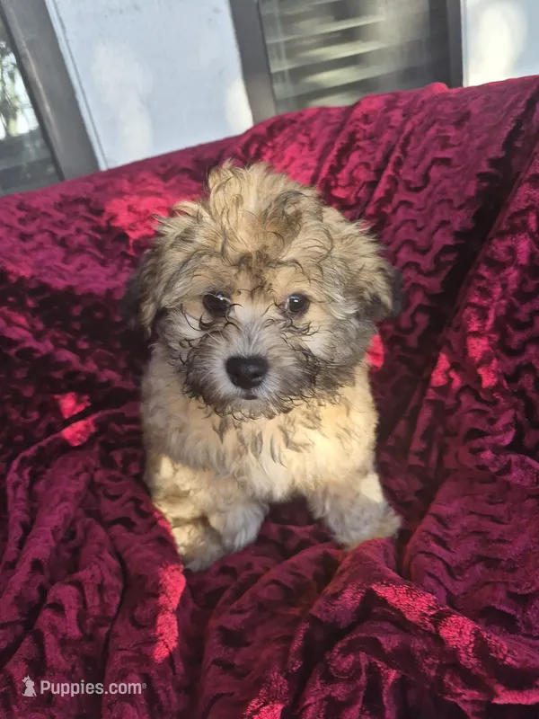 Vale – Havapoo puppy for sale in Richmond, TX