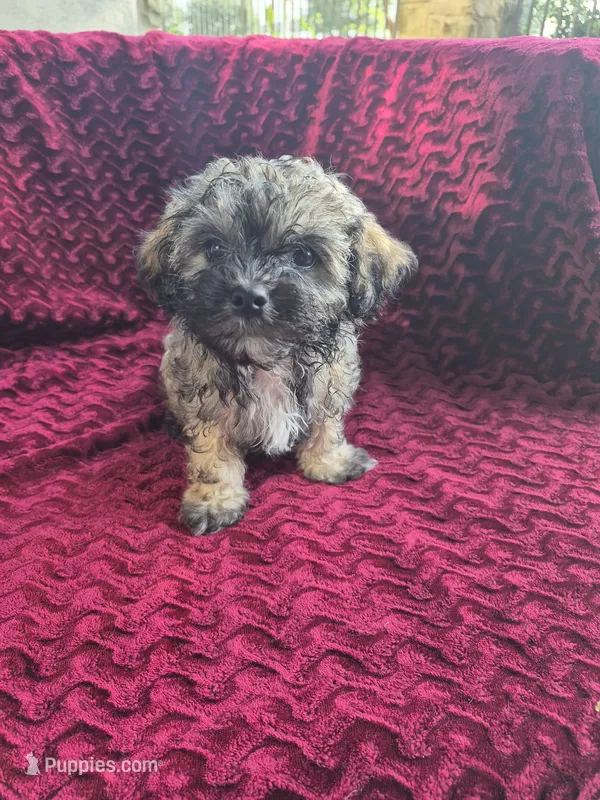 Shiloh – Havapoo puppy for sale in Richmond, TX