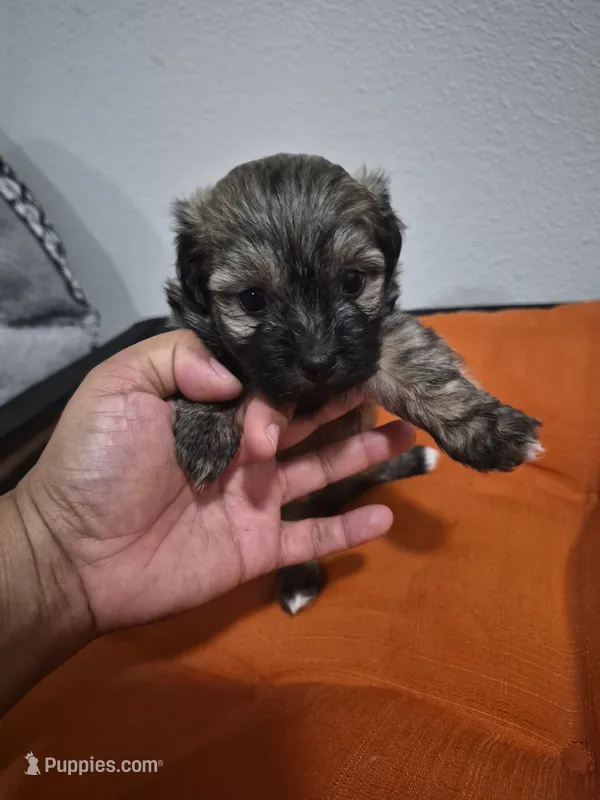 Sage – Havapoo puppy for sale in Richmond, TX