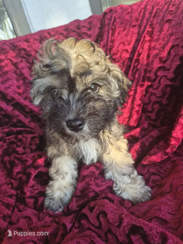 Cloudy – Havapoo puppy for sale in Richmond, TX