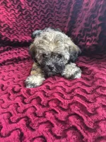 Vale, a male Havapoo for sale in Richmond, TX – 5 of 5