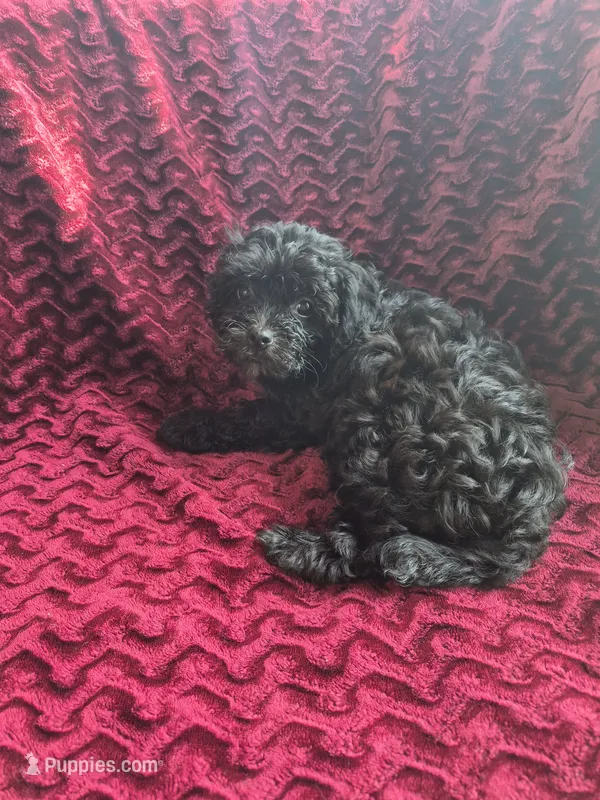 Burke – Havapoo puppy for sale in Richmond, TX