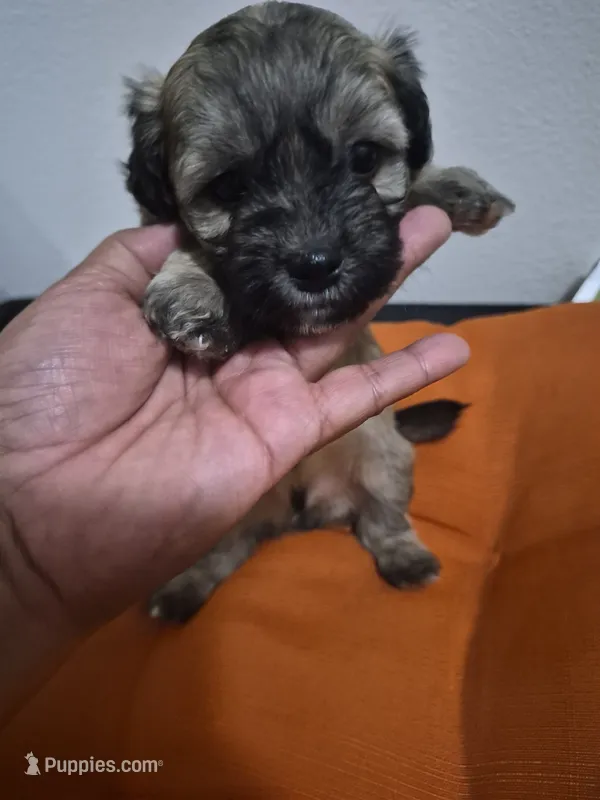 Cloudy – Havapoo puppy for sale in Richmond, TX
