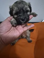 Cloudy, a male Havapoo for sale in Richmond, TX – 1 of 6
