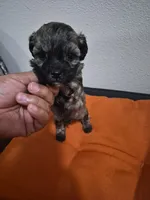 Shiloh, a female Havapoo for sale in Richmond, TX – 2 of 7