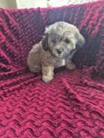 Cloudy, a male Havapoo for sale in Richmond, TX – 6 of 6