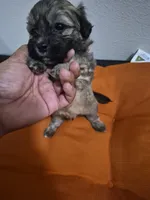 Cloudy, a male Havapoo for sale in Richmond, TX – 2 of 6