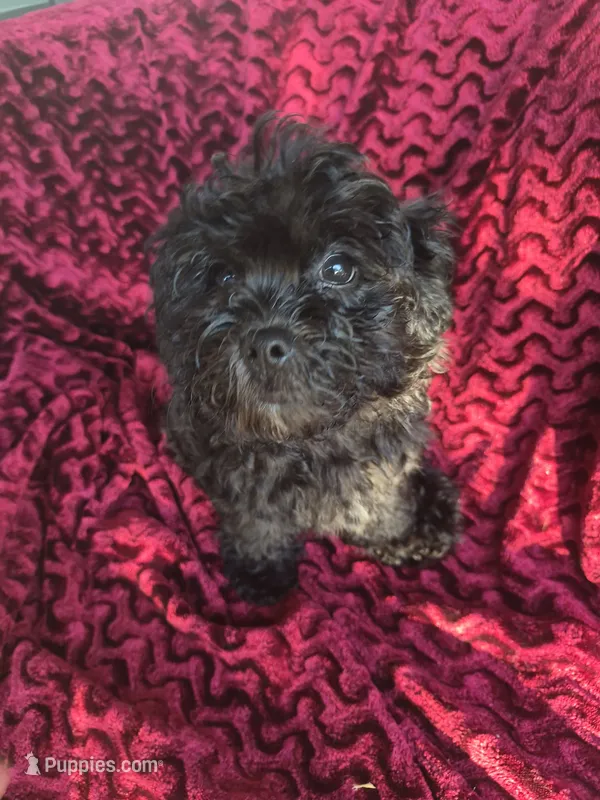 Burke – Havapoo puppy for sale in Richmond, TX