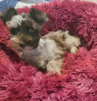 Advit, a male Miniature Schnauzer for sale in Saint Peters, MO – 3 of 3