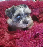 Alezah, a female Miniature Schnauzer for sale in Saint Peters, MO – 2 of 3