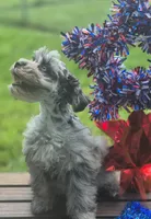 Alezah, a female Miniature Schnauzer for sale in Saint Peters, MO – 1 of 3