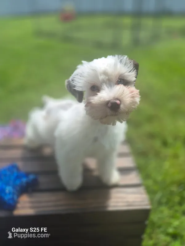 Arden – Miniature Schnauzer puppy for sale in Saint Peters, MO