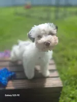 Arden, a male Miniature Schnauzer for sale in Saint Peters, MO – 1 of 3