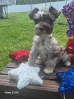 Advit, a male Miniature Schnauzer for sale in Saint Peters, MO – 2 of 3
