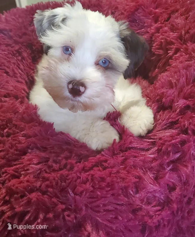 Arden – Miniature Schnauzer puppy for sale in Saint Peters, MO