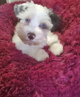 Arden, a male Miniature Schnauzer for sale in Saint Peters, MO – 3 of 3