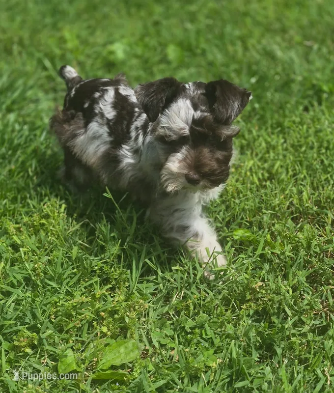 Advit – Miniature Schnauzer puppy for sale in Saint Peters, MO