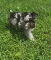 Advit, a male Miniature Schnauzer for sale in Saint Peters, MO – 1 of 3