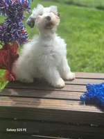 Arden, a male Miniature Schnauzer for sale in Saint Peters, MO – 2 of 3