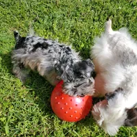 Alezah, a female Miniature Schnauzer for sale in Saint Peters, MO – 3 of 3