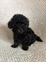 Puppy 2, a female Poodle - Toy  for sale in Tallahassee, FL – Photo 4 of 8