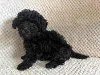 Puppy 2, a female Poodle - Toy  for sale in Tallahassee, FL – Photo 7 of 8