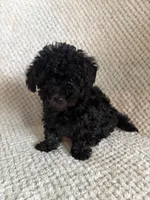 Puppy 2, a female Poodle - Toy  for sale in Tallahassee, FL – Photo 5 of 8