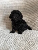 Puppy 2, a female Poodle - Toy  for sale in Tallahassee, FL – Photo 3 of 8
