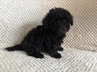 Puppy 2, a female Poodle - Toy  for sale in Tallahassee, FL – Photo 8 of 8