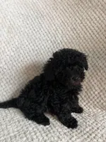 Puppy 2, a female Poodle - Toy  for sale in Tallahassee, FL – Photo 1 of 8