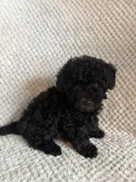 Puppy 2, a female Poodle - Toy  for sale in Tallahassee, FL – Photo 2 of 8