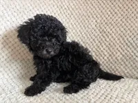 Puppy 2, a female Poodle - Toy  for sale in Tallahassee, FL – Photo 6 of 8