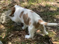 Cutie , a male Cavalier King Charles Spaniel for sale in Tallahassee, FL – Photo 5 of 5