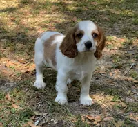 Cutie , a male Cavalier King Charles Spaniel for sale in Tallahassee, FL – Photo 3 of 5