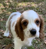 Cutie , a male Cavalier King Charles Spaniel for sale in Tallahassee, FL – Photo 4 of 5