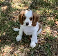 Cutie , a male Cavalier King Charles Spaniel for sale in Tallahassee, FL – Photo 2 of 5