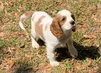 Cutie , a male Cavalier King Charles Spaniel for sale in Tallahassee, FL – Photo 1 of 5