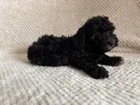 Puppy 1, a male Poodle - Toy  for sale in Tallahassee, FL – Photo 5 of 7