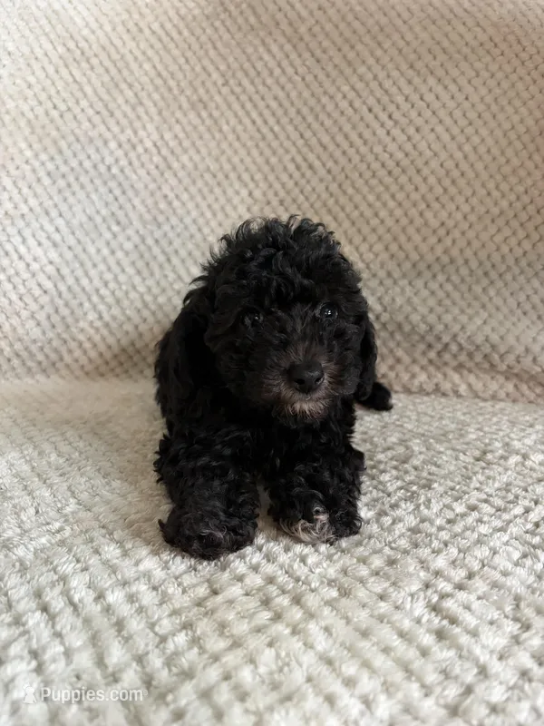 Puppy 1 – Poodle - Toy  puppy for sale in Tallahassee, FL